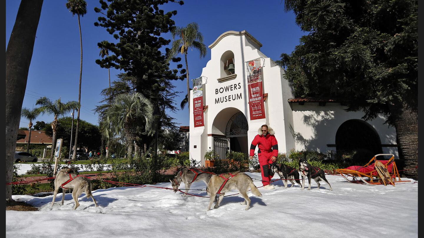 A pack of sled dogs and 12 tons of snow were brought to Bowers Museum in Santa Ana on Sept. 28 for the exhibit "Endurance: The Antarctic Legacy of Sir Ernest Shackleton and Frank Hurley."