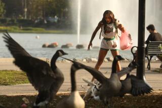 ECHO PARK, CA - SEPTEMBER 5, 2023 - Zyair Atanna, 22, is shocked as her dog Milo runs after geese at Echo Park Lake in Los Angeles on September 5, 2023. Atanna, who recently moved to Los Angeles from Detroit. "Back home the geese run away," Atanna said. "I wouldn't say they're aggressive, but they're more bolder," she said about the geese in Los Angeles. Geese have become a swarm, marking their burgeoning territory with feathers and excrement. Most of the recent complaints about the park have not been about vendors or the lack of a fence, Council District 13 Field Deputy Laila Molina said at an Echo Park Neighborhood Council meeting. It's the geese. (Genaro Molina / Los Angeles Times)