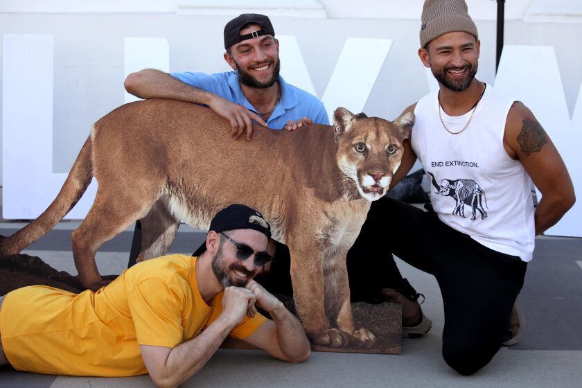 LOS ANGELES, CA - FEBRUARY 4, 2023 - Joey Salehi, foreground, Jared North and Scotch Crisostomo have their picture made with a cutout of P-22 at the "celebration of life" for L.A.'s famous mountain lion, P-22 at the Greek Theater in Los Angeles on February 4, 2023. The cutout is from a photograph by National Geographic photographer Steve Winter. The National Wildlife Federation oversaw the event attended by thousands and included presentations by actor Rainn Wilson, Mountain Lion Biologist Jeff Sikich, Congressmen Adam Schiff and Ted Lieu, National Geographic photographer Steve Winter and Native American representatives with the Gabrielino Tongva and Chumash. (Genaro Molina / Los Angeles Times)