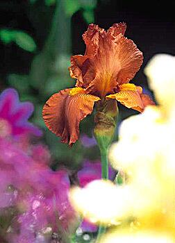 Rusty brown iris