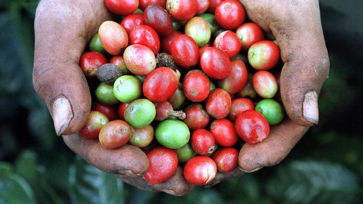 A picker holds a handful of coffee beans at a plantation in La Libertad, Honduras, that has found a steady market in Taiwan.