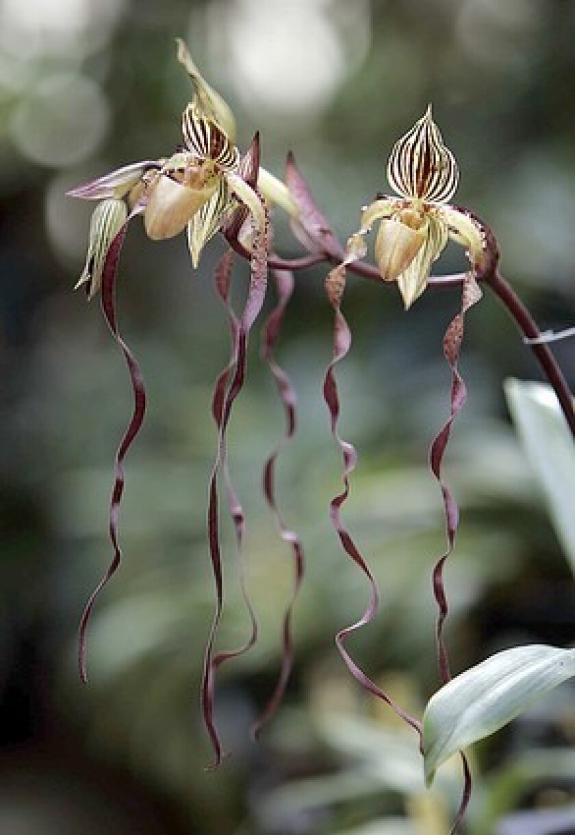 The orchid family boasts roughly 28,000 species of stupifyingly showy blooms, such as this Paphiopedilum orchid. You can see many species Feb. 7-9 at the Newport Harbor Orchid Society Orchid Expo and Sale.