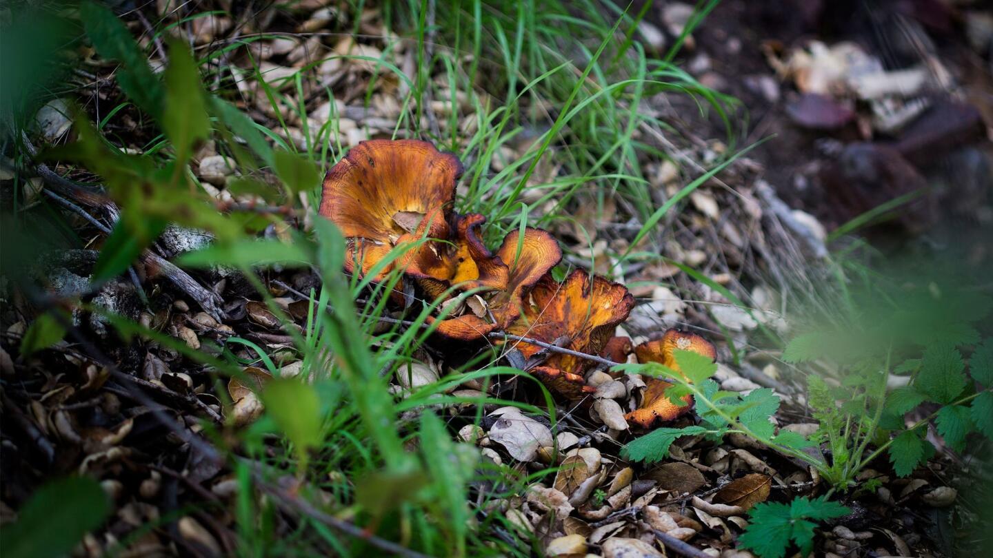 A clump of jack-o-lantern mushrooms lie by a creek bed. These mushrooms are nonedible and toxic but glow in the dark.