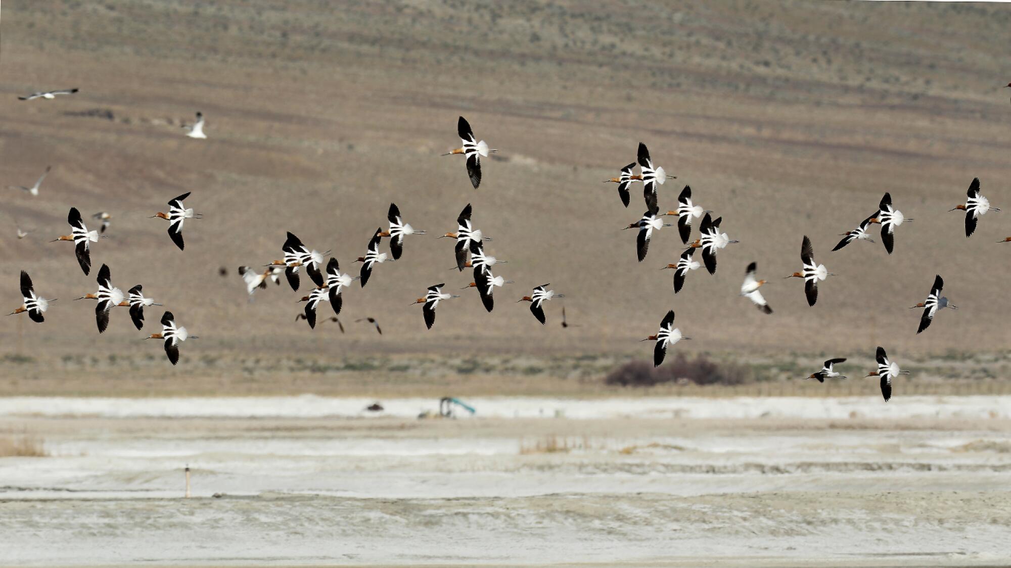 American avocets fly over Owens Lake.