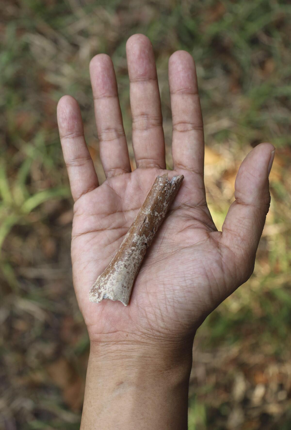 A tiny arm bone fragment rests in a person's palm.