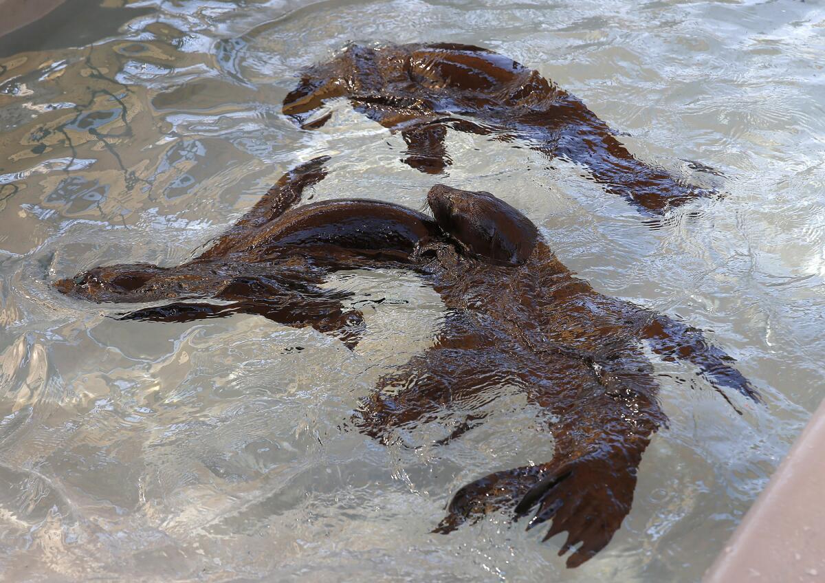 Three sea lion pups, Raindrop, Miley and Kenny, swim in a pool at the Pacific Marine Mammal Center.