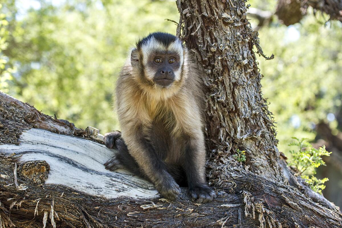 Boo the capuchin monkey lives on the estate.