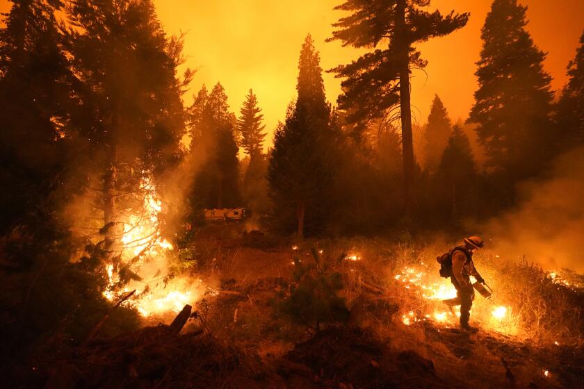 El bombero Ricardo Gomez combate un incendio forestal el domingo 6 de septiembre de 2020, en Shaver Lake, California. (AP Foto/Marcio Jose Sanchez)