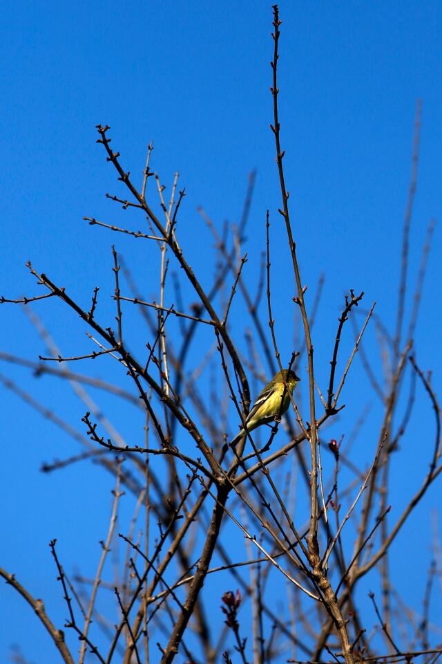 A goldfinch is seen perched on a tree in the front yard.