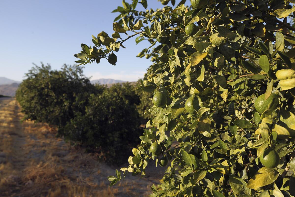 A grove of citrus trees on Thursday, July 11, 2019 in Borrego Springs, California.