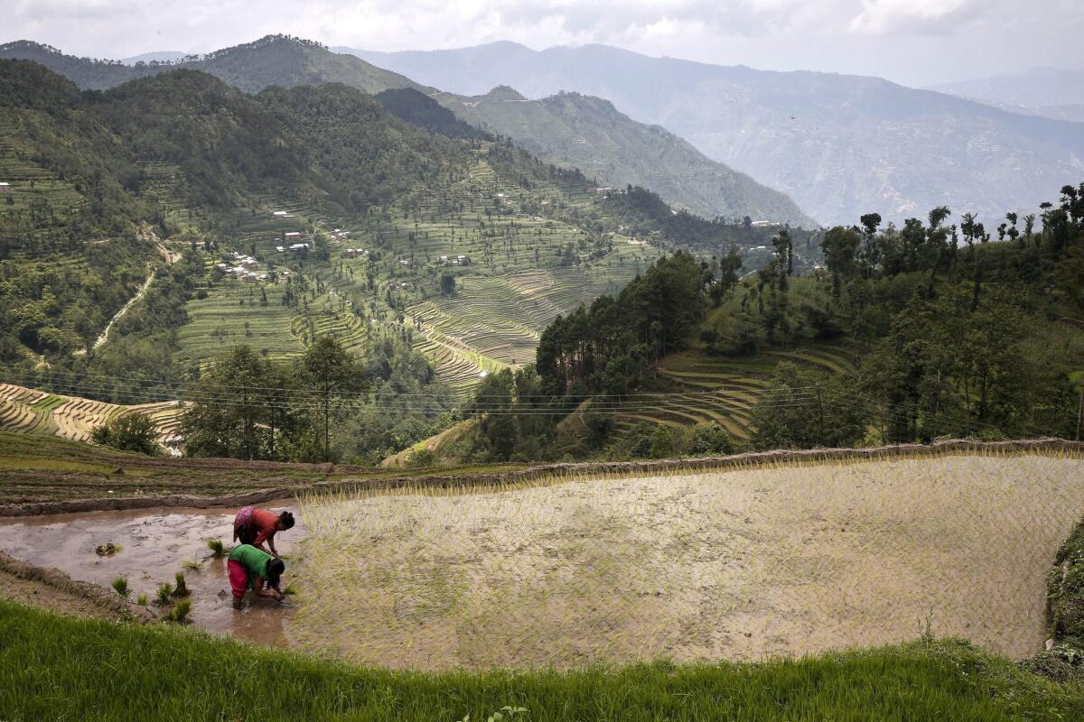 Rice grows in flooded paddies, emitting methane in the process. A new variety of genetically engineered rice can sharply reduce these greenhouse gas emissions, a study says. Above, a rice paddy in Nepal.