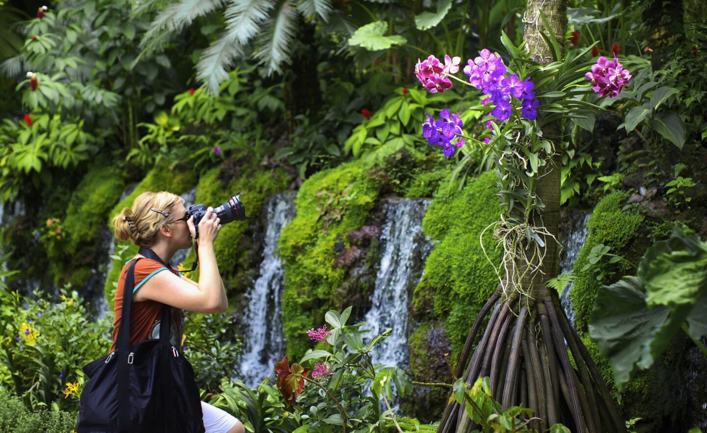 A visitor photographs orchids in the Singapore Botanic Gardens, Singapore City, Singapore.