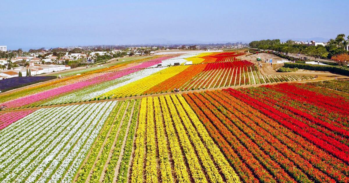The Flower Fields In Carlsbad Go Virtual Pacific San Diego