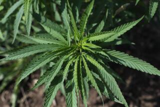 In this Aug. 21, 2019, photo, an industrial hemp plant is shown in Clayton Township, Mich. The legalization of industrial hemp is spurring U.S. farmers into unfamiliar terrain, tempting them with profits amid turmoil in agriculture while proving to be a tricky endeavor in the early stages. Up for grabs is a lucrative market, one that could grow more than five-fold globally by 2025, driven by demand for cannabidiol. The compound does not cause a high like that of marijuana and is hyped as a health product to reduce anxiety, treat pain and promote sleep. (AP Photo/Paul Sancya)