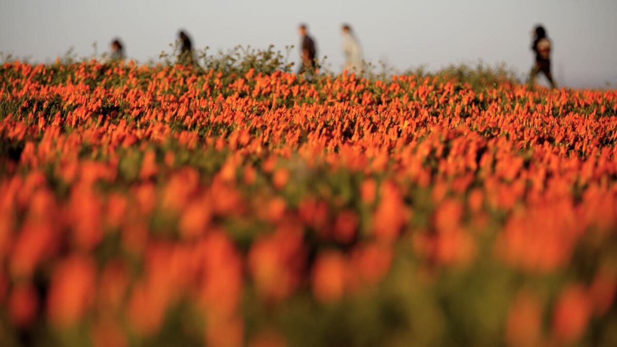 People walk through the Antelope Valley California Poppy Reserve in Lancaster.