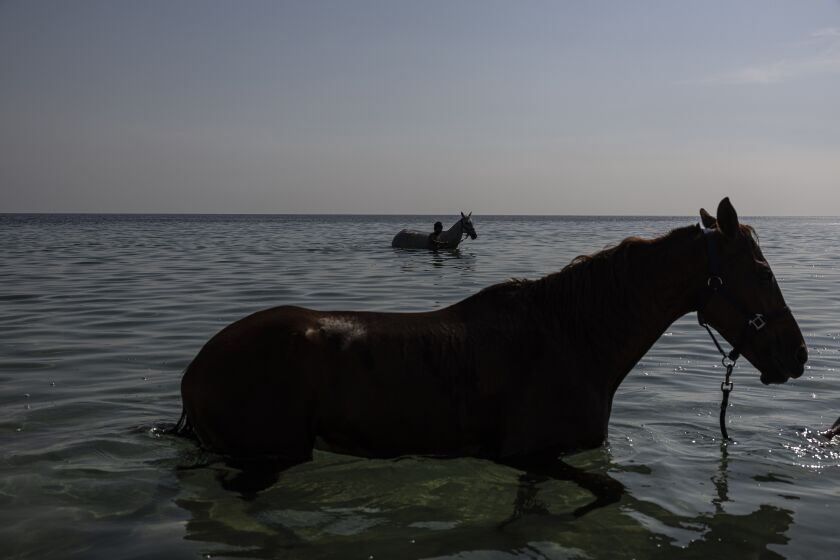 Un equipo de científicos revela la larga historia de los caballos en América