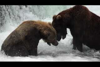 Postcards From the West | Katmai National Park, Alaska