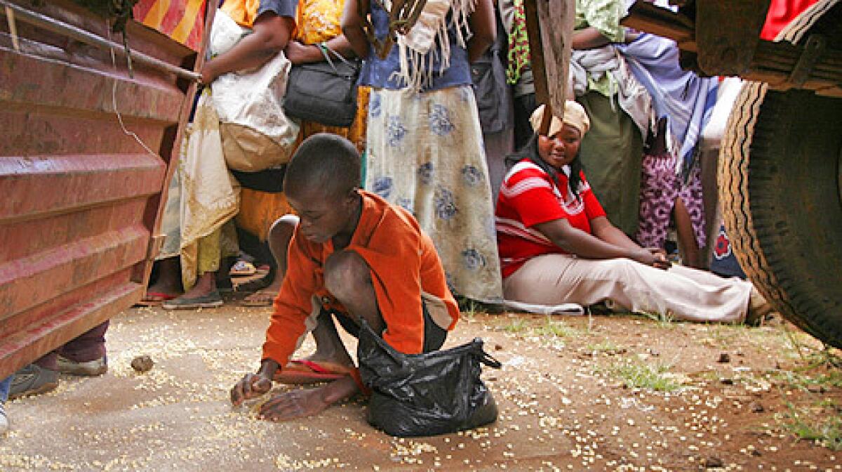 A Kenyan boy collects grain that had fallen under a truck containing World Food Program relief food for the residents of the Kibera slum.