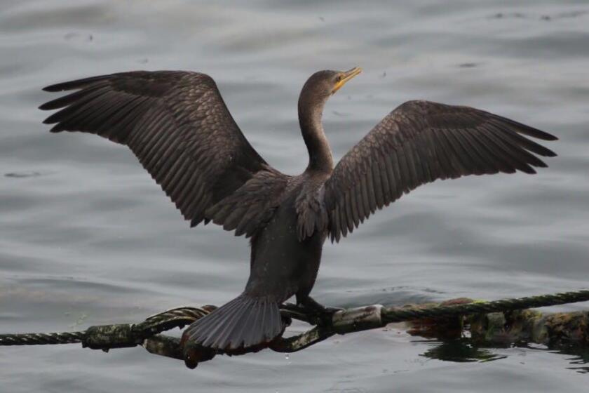 A juvenile Brandt’s cormorant sits with wings spread to dry.