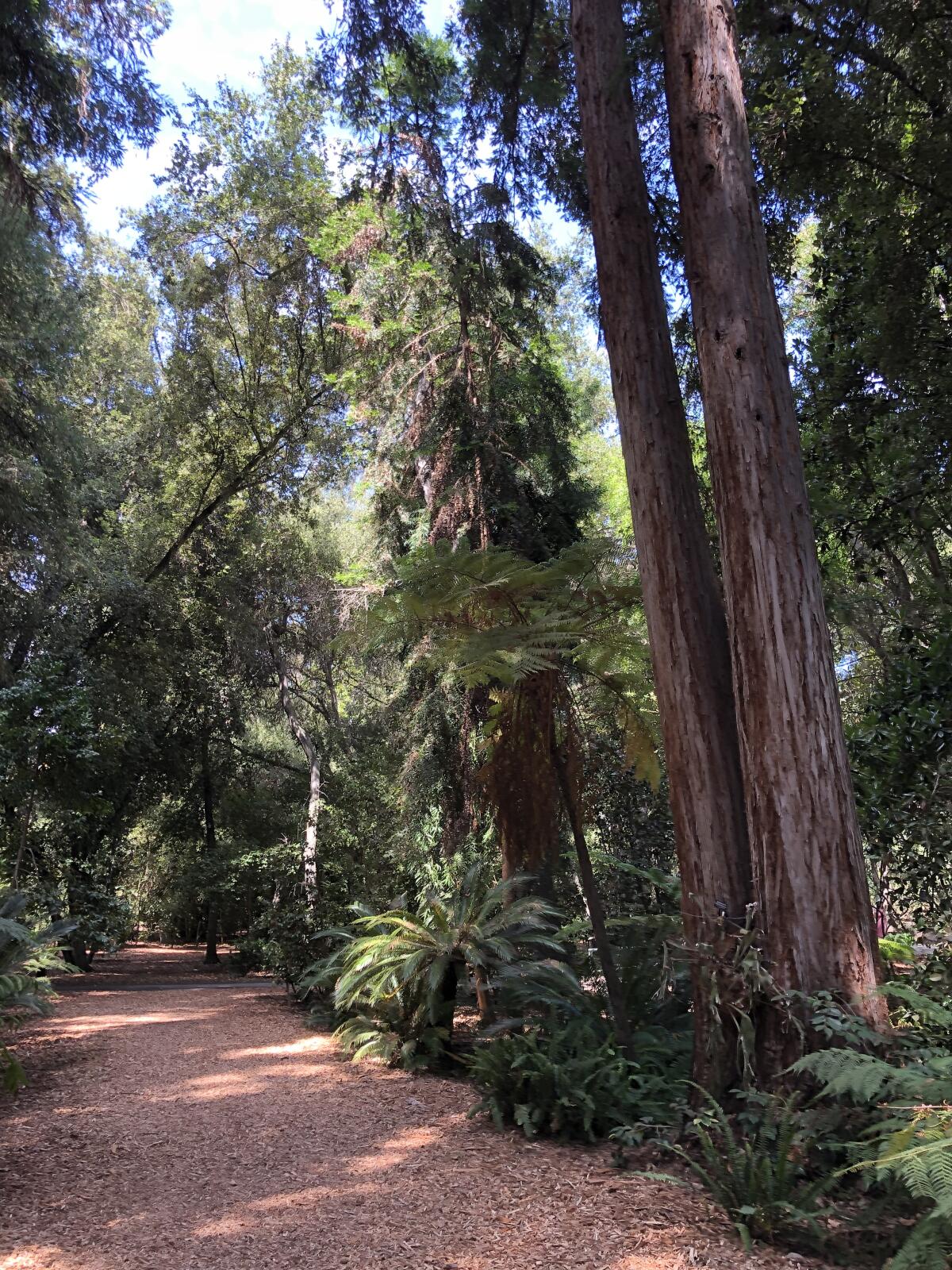 The ancient forest at Descanso Gardens 