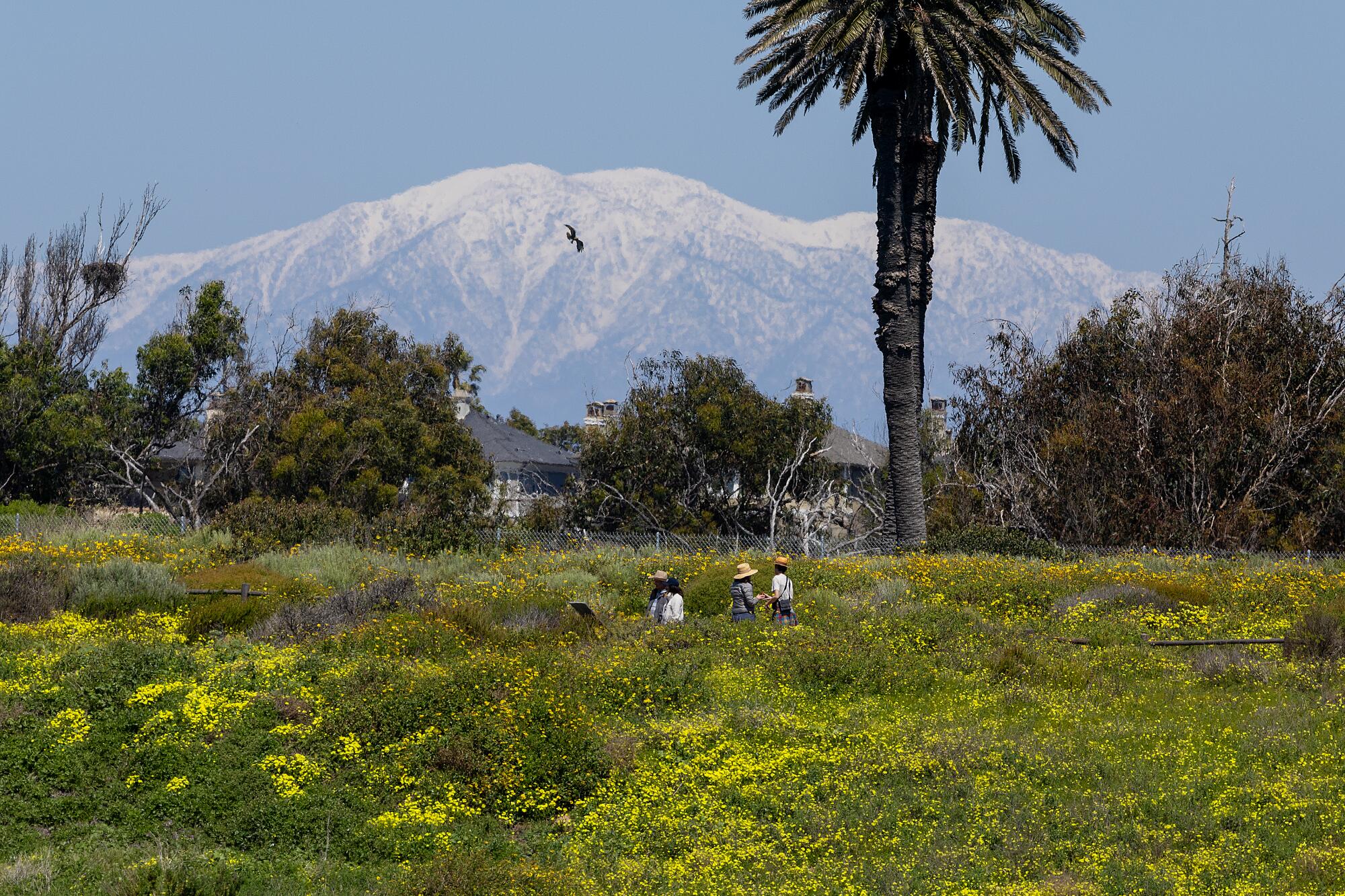 Hikers enjoy a scenic view of wildflowers before the snow-capped San Gabriel Mountains in the background.