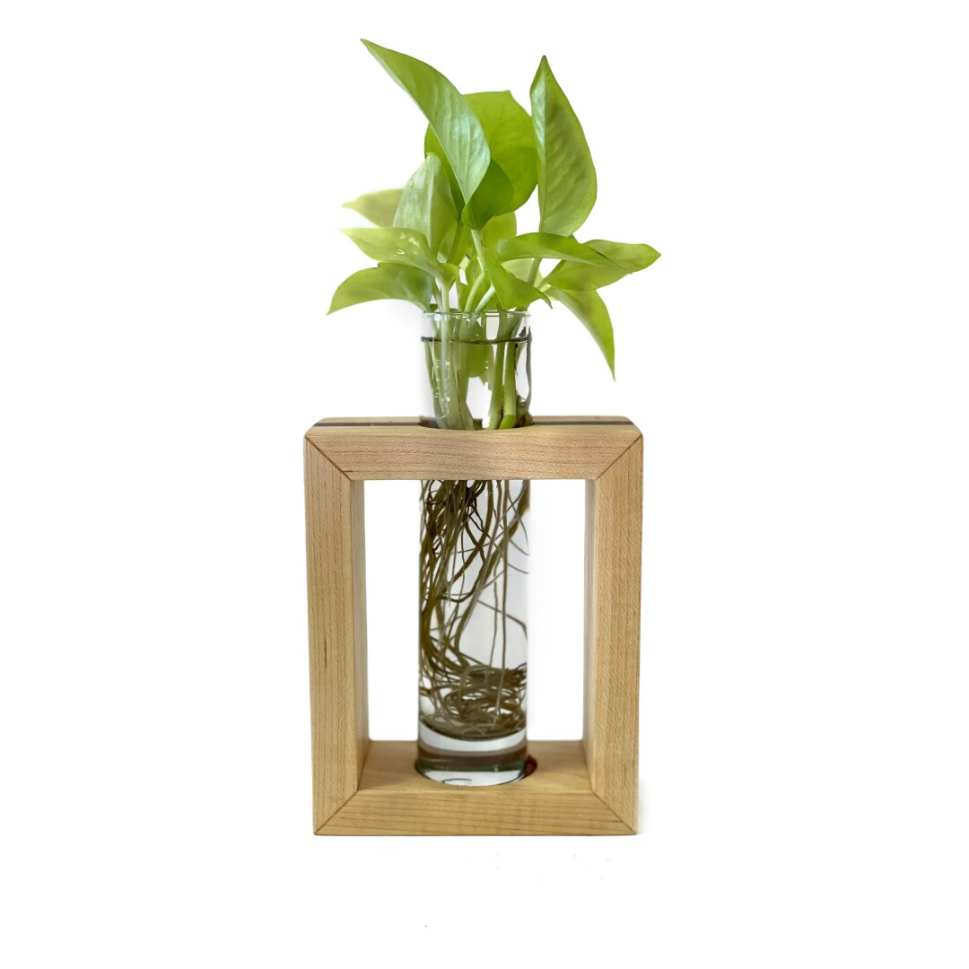 Plants in a glass jar, surrounded by a frame.