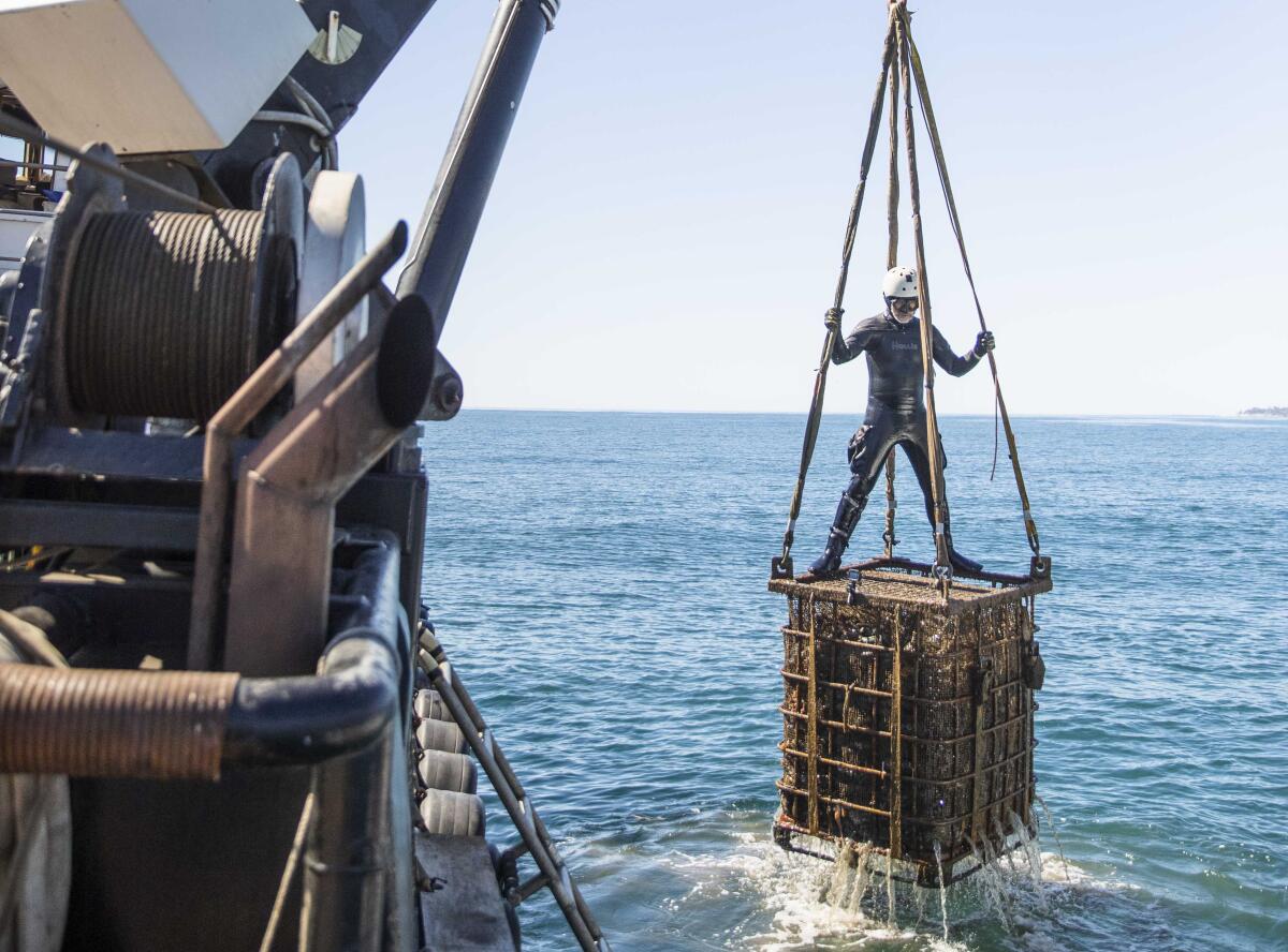 Wine is emerges after 12 months under the sea by Ocean Fathoms.