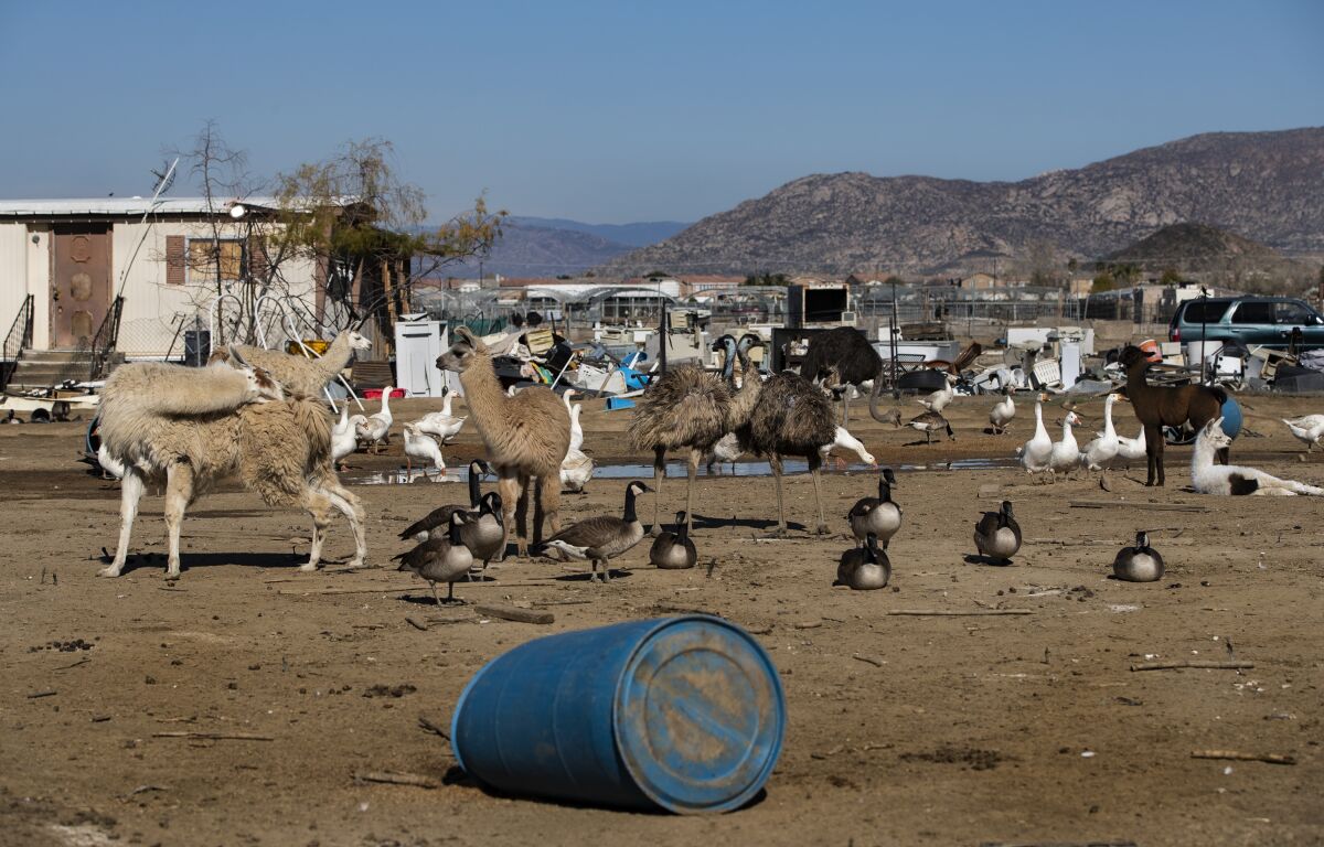 Llamas and ostriches were taken from an exotic meat farm. Was it theft or  rescue? - Los Angeles Times