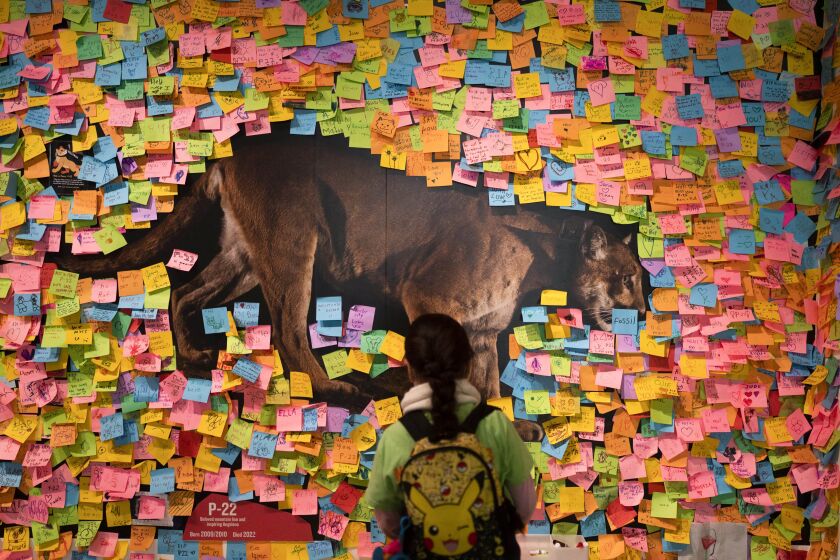 A girl looks at a photo of the famed mountain lion known as P-22 as the exhibit wall is covered with Post-It notes paying tribute to the big cat at the Natural History Museum of Los Angeles County in Los Angeles, Friday, Jan. 20, 2023. The popular puma gained fame as P-22 and shone a spotlight on the troubled population of California's endangered mountain lions and their decreasing genetic diversity. But it's the big cat's death — and whether to return his remains to ancestral tribal lands where he spent his life — that could posthumously give his story new life. (AP Photo/Jae C. Hong)