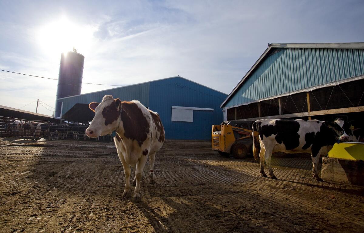 Dairy cows on a farm in Billings, Mont.