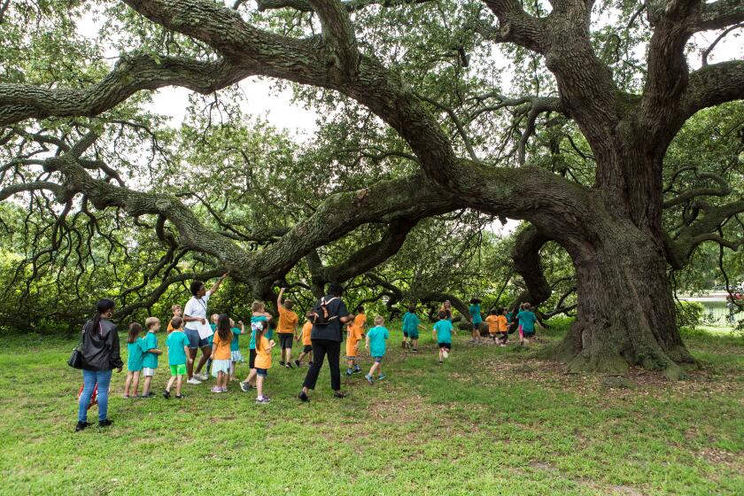 Students from the NASA Langley Child Development Center attempt to circumnavigate the Emancipation Oak on the campus of Hampton University. In 1863, the Virginia Peninsula's black community gathered under the oak to hear the first Southern reading of President Abraham Lincoln's Emancipation Proclamation, leading to its nickname as the Emancipation Oak. The class from NASA Langley Development Center was comprised of kindergarten through second grade and were on a field trip.