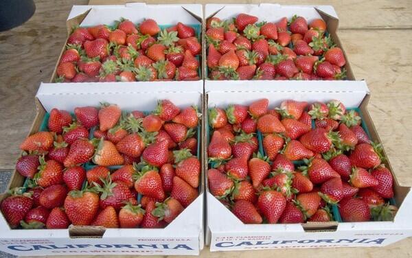 Galante strawberries