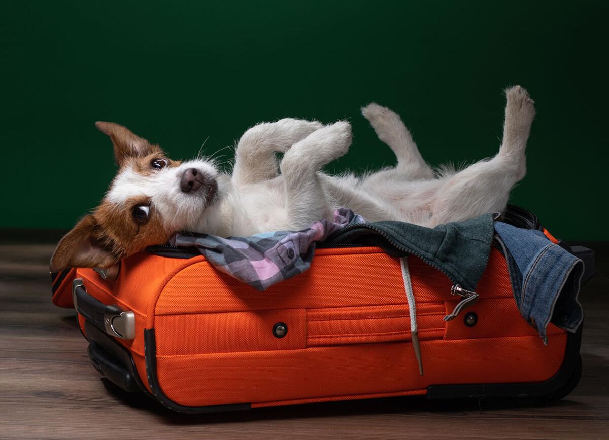 What to Do With Your Dog When You Travel: Top Care Tips
