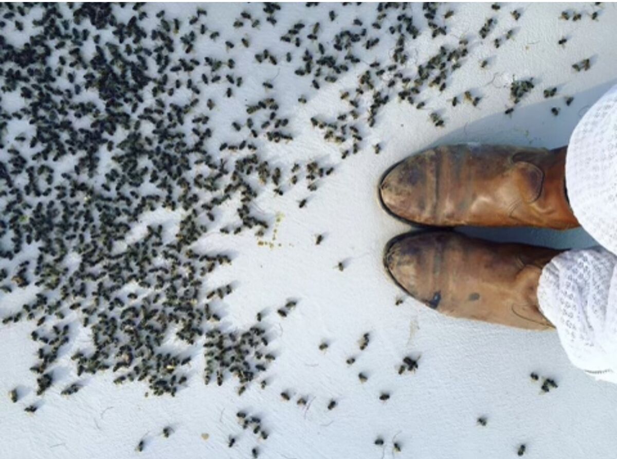 Beekeeper Hilary Kearney took this photo of a cluster of dead bees in Del Mar.