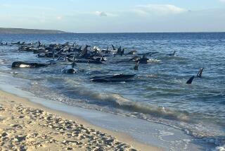 Esta imagen suministrada por el Departamento de Biodiversidad, Conservación y Lugares de Interés muestra a varias ballenas piloto varadas en una playa en la Ensenada de Toby, el jueves 25 de abril de 2024, en Australia Occidental. (Departamento de Biodiversidad, Conservación y Lugares de Interés vía AP)