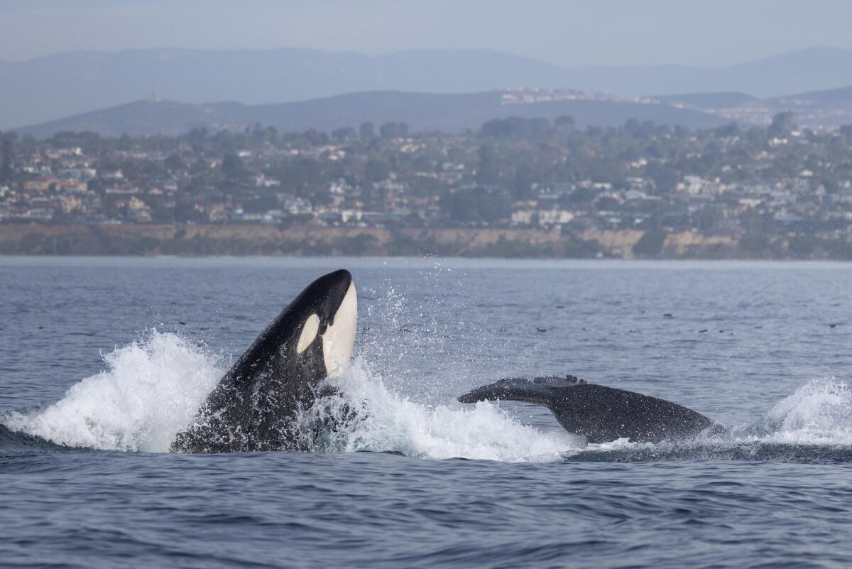 A pod of killer whales was spotted off of Southern California's coast this weekend.
