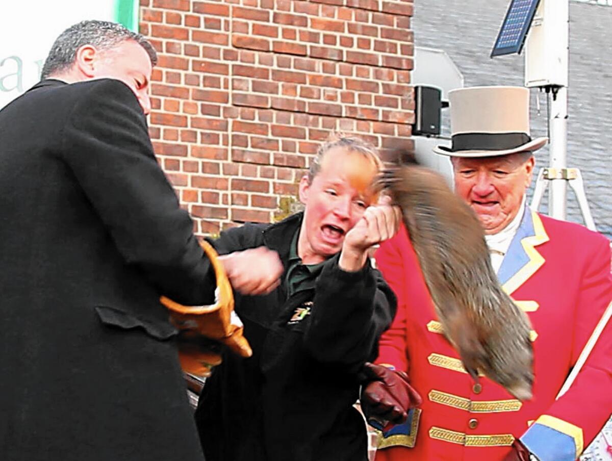 A groundhog breaks free from New York Mayor Bill de Blasio, left, and drops to the stage during the 2014 Groundhog Day ceremony at the Staten Island Zoo. The groundhog died a week after the fall.