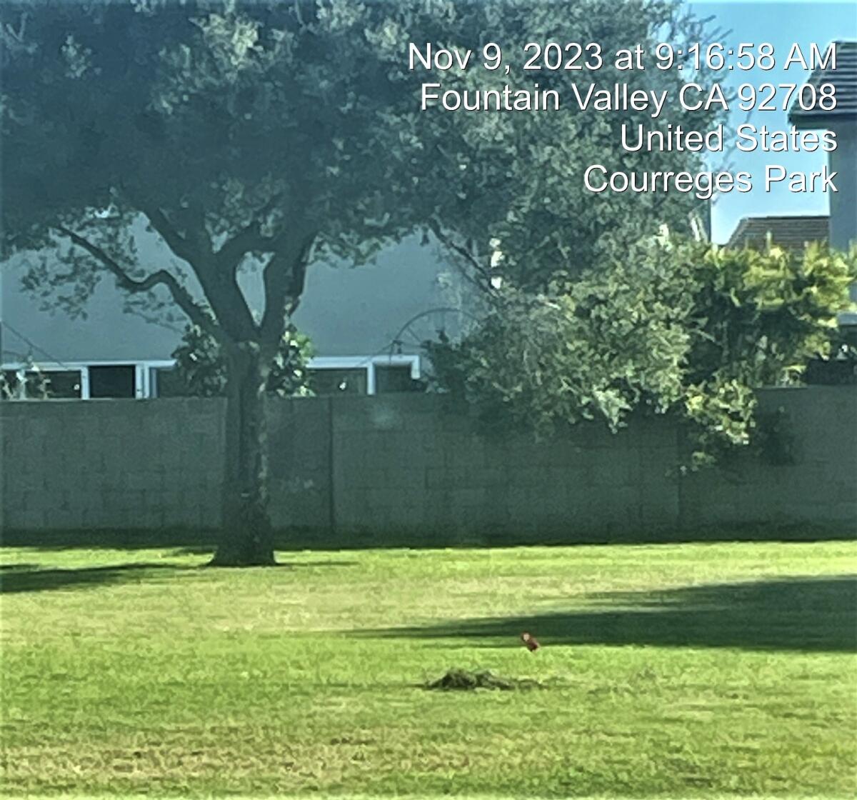 A photo taken in Fountain Valley's Courreges Park in November shows a gopher popping up from an underground tunnel.