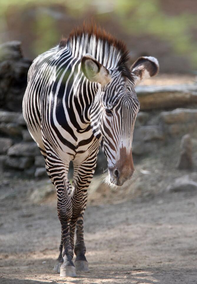 Photo Gallery: New breeding group of Grevy's zebras on display now at the L.A. Zoo