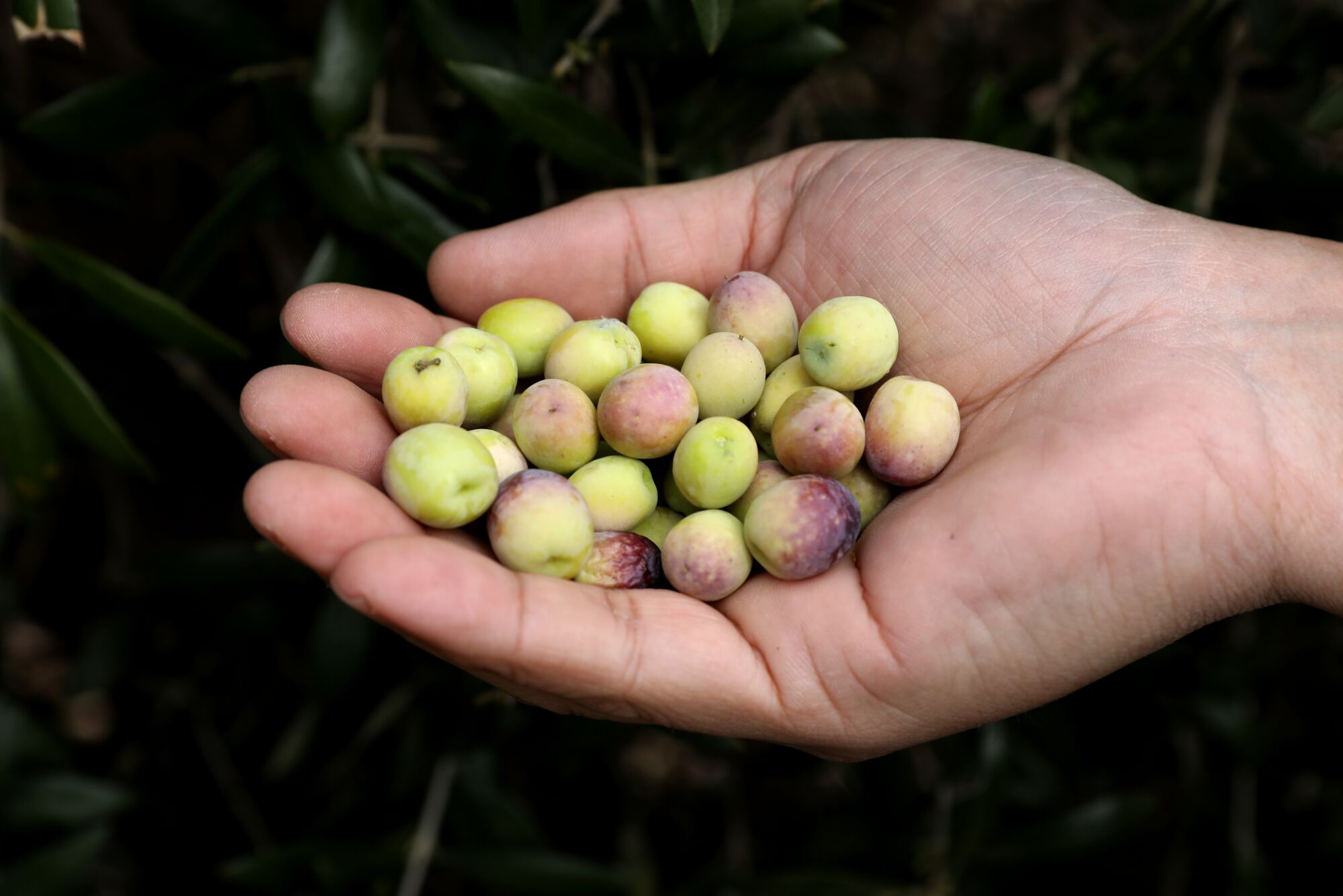 Raw olives in a man's palm.  