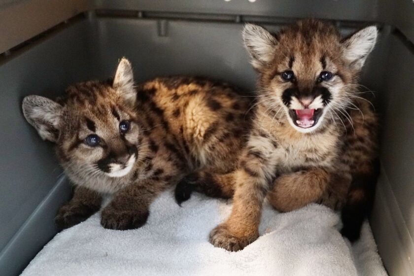 The Oakland Zoo is caring for two additional mountain lion cubs that were orphaned by the Zogg fire in Shasta County. 