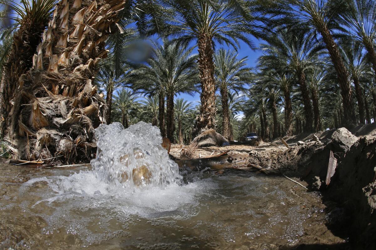 Irrigation water floods the floor of a date palm grove in the Coachella Valley.