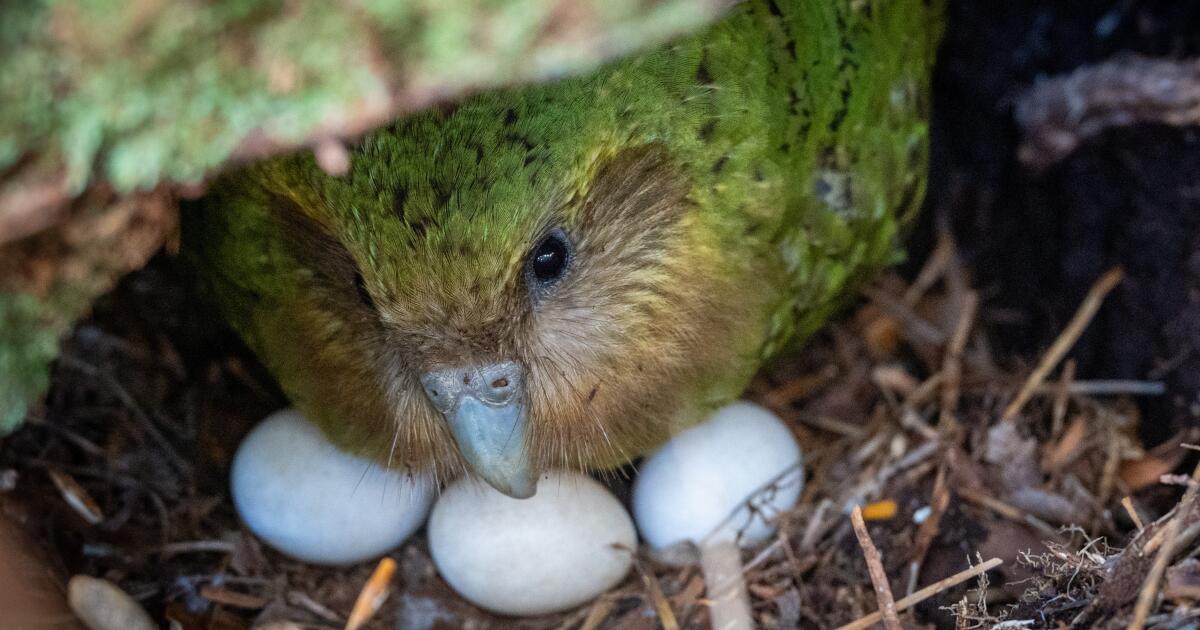 Letters to the Editor: Thanks to New Zealand for being proactive in saving the kakapo Letters to the Editor: Thanks to New Zealand for being proactive in saving the kakapo