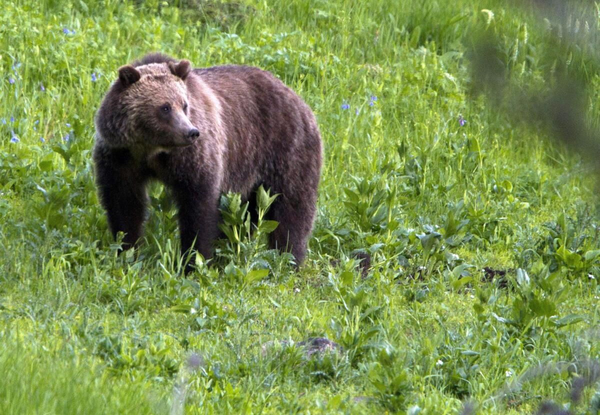 A grizzly bear roams near Beaver Lake in Yellowstone National Park, Wyo., in 2011. The Center for Biological Diversity wants California officials to study whether the bear could be reintroduced to California.