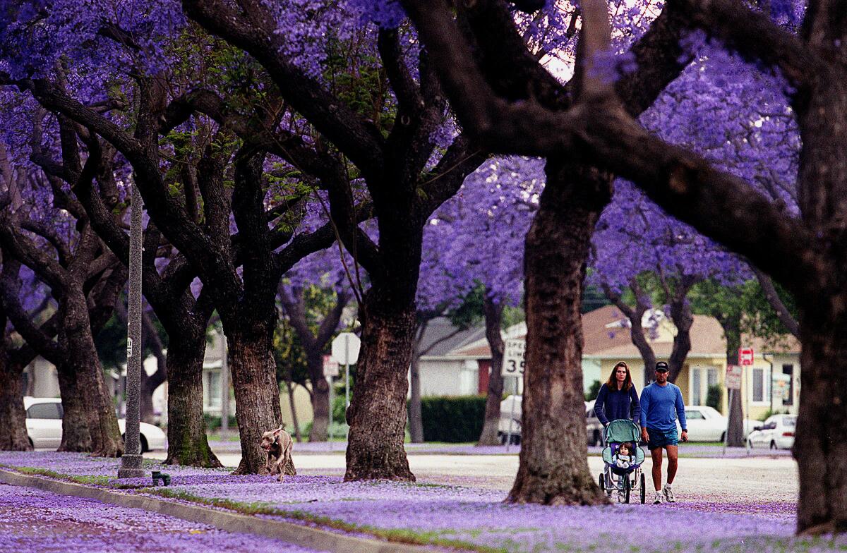 A family is seen walking under blooming jacarandas in Long Beach