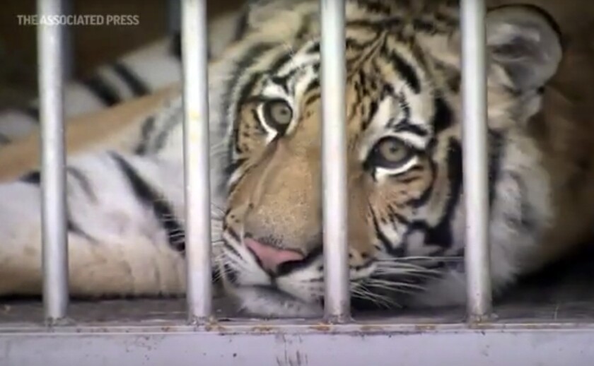 This frame grab from video provided by the Houston Police Department shows a tiger that was found after a nearly week-long search in Houston. (Courtesy of Houston Police Department via AP)