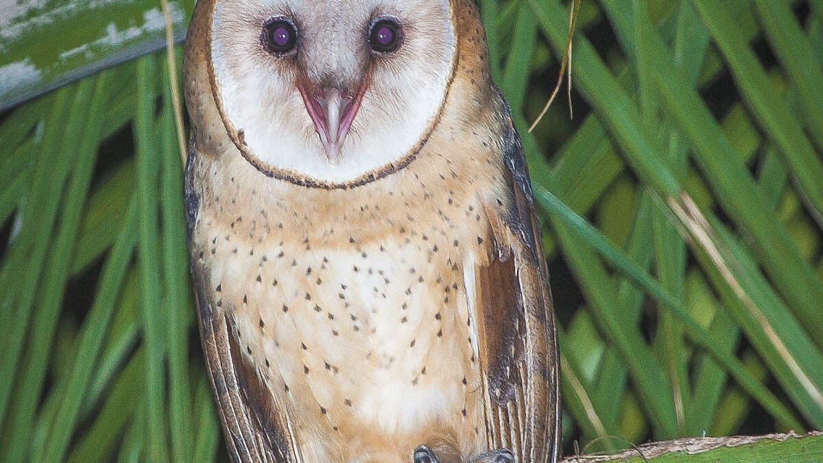 Nesting Time For Barn Owls The San Diego Union Tribune Nesting Time For Barn Owls The San Diego Union Tribune