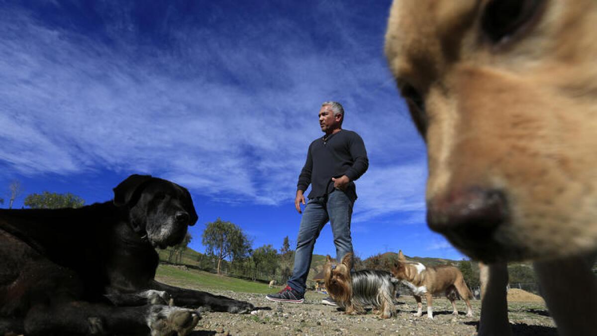 César Millán con algunos perros en su Centro de Sicología Canina, en enero de 2015 en Santa Clarita.