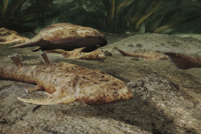 This illustration provided by Heming Zhang in September 2022 depicts Xiushanosteus mirabilis, one of the fossil fish, more than 400 million years old, which were found by researchers in southern China, announced in a series of studies published in the journal Nature on Wednesday, Sept. 28, 2022. The fossils date back to the Silurian period when scientists believe our backboned ancestors, who were still swimming around on a watery planet, may have started evolving teeth and jaws around this time. (Heming Zhang via AP)