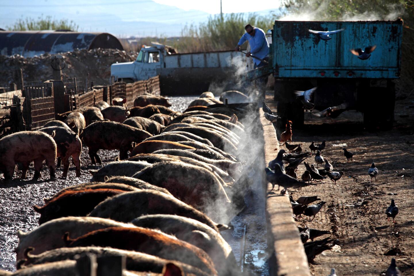 Pigout in Vegas